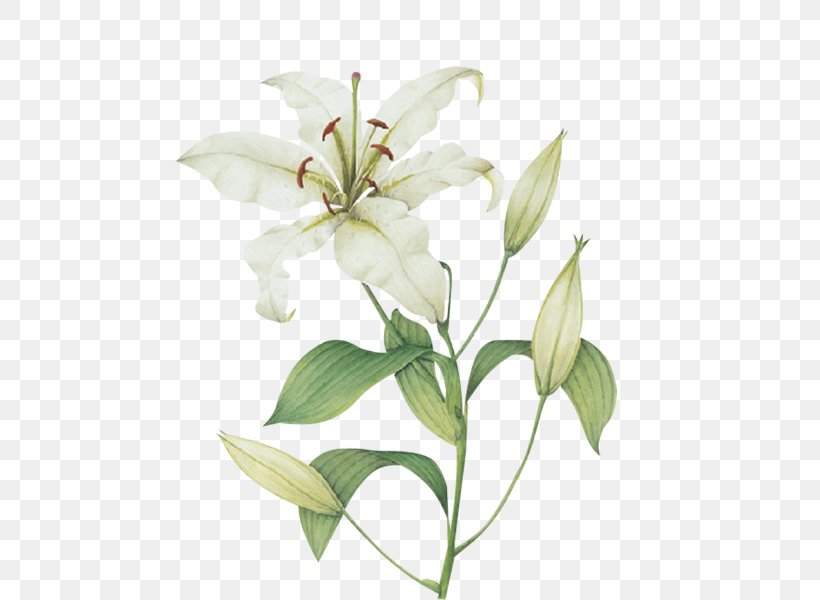 Cut Flowers Plant Stem Lilium Candidum Magnolia, PNG, 509x600px, Flower, Bird Of Paradise Flower, Cut Flowers, Drawing, Flowering Plant Download Free