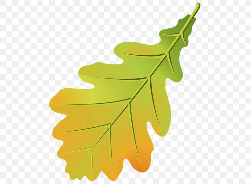 Eichenlaub Leaf Autumn Tree Branch, PNG, 514x600px, Leaf, Autumn, Autumn Leaf Color, Branch, Fruit Download Free