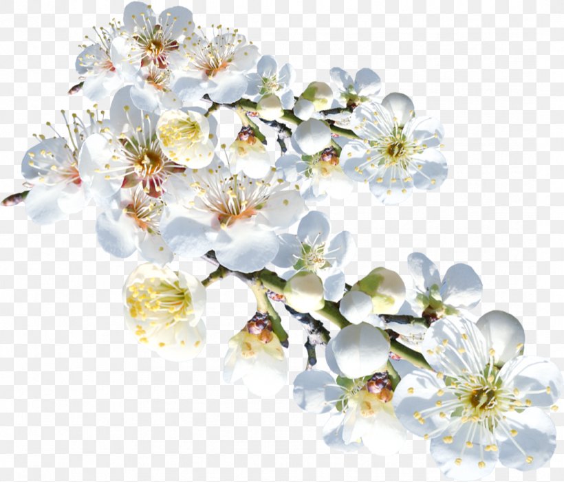 Flower White Clip Art Image, PNG, 1071x916px, Flower, Art, Black, Blossom, Branch Download Free