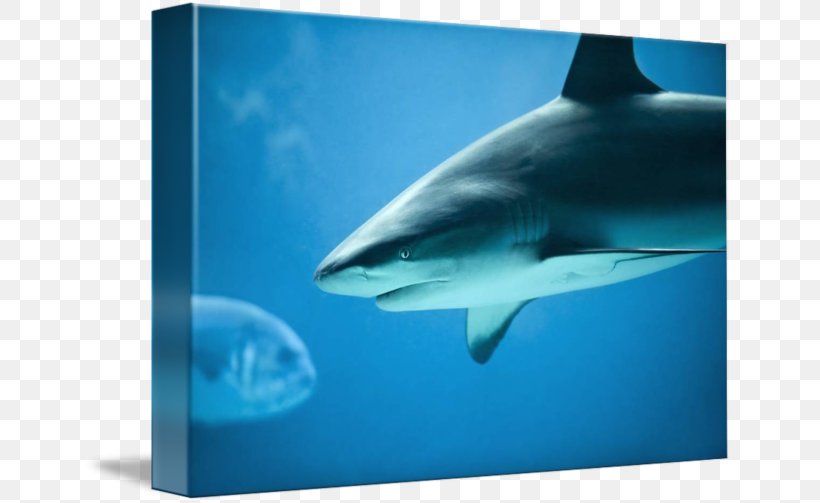 Great White Shark Tiger Shark Requiem Sharks, PNG, 650x503px, Great White Shark, Aqua, Biology, Carcharhiniformes, Carcharodon Download Free