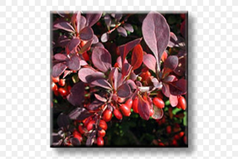 Maule's Quince Wintergreen Barberry Shrub Evergreen, PNG, 600x548px, Barberry, Aquifoliaceae, Aquifoliales, Barberry Family, Berberis Download Free