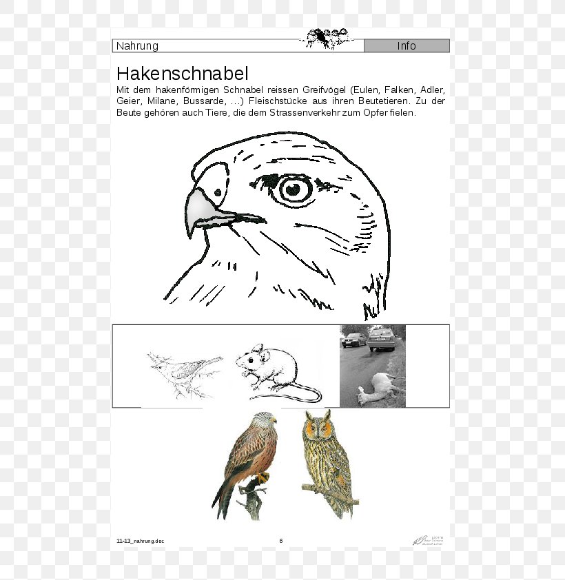 Owl Beak Bird Of Prey, PNG, 595x842px, Watercolor, Cartoon, Flower, Frame, Heart Download Free