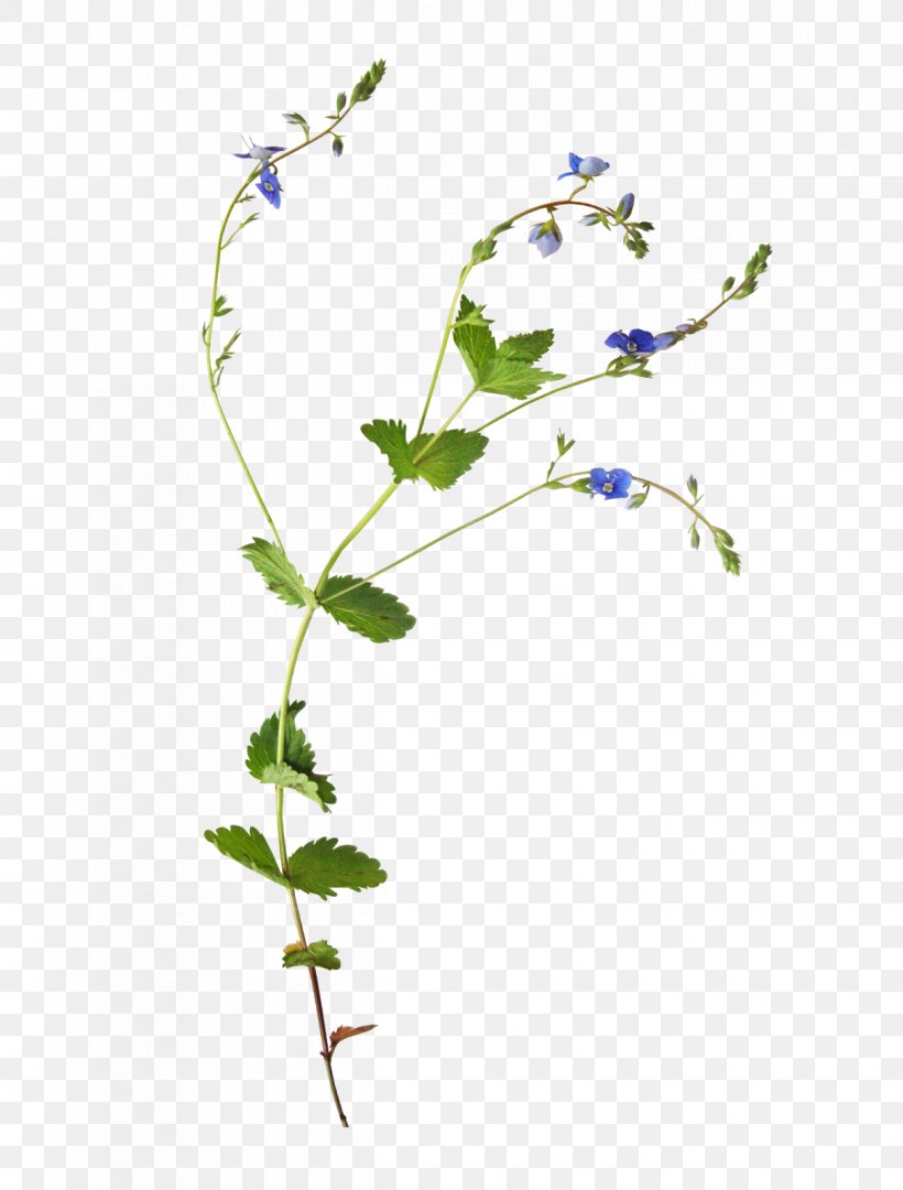 Clip Art Image Flower Adobe Photoshop, PNG, 1214x1600px, Flower, Branch, Flora, Flowering Plant, Leaf Download Free