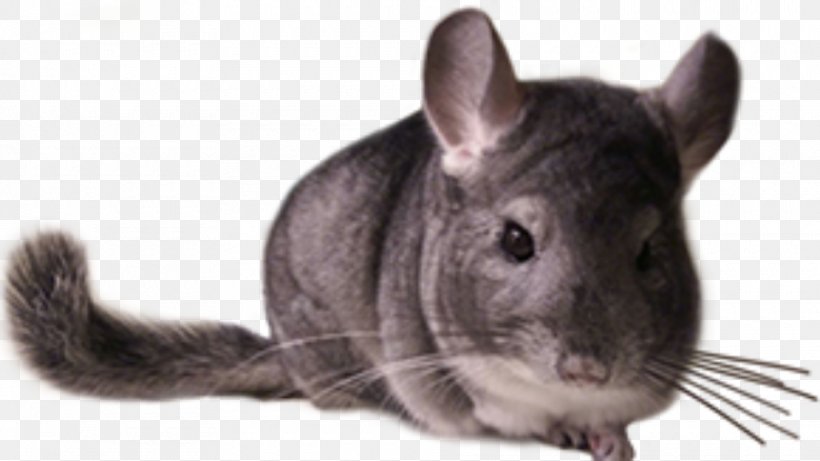 Chinchilla Care Rodent Whiskers Fur, PNG, 960x540px, Chinchilla, Animal, Fauna, Forelimb, Fox Download Free