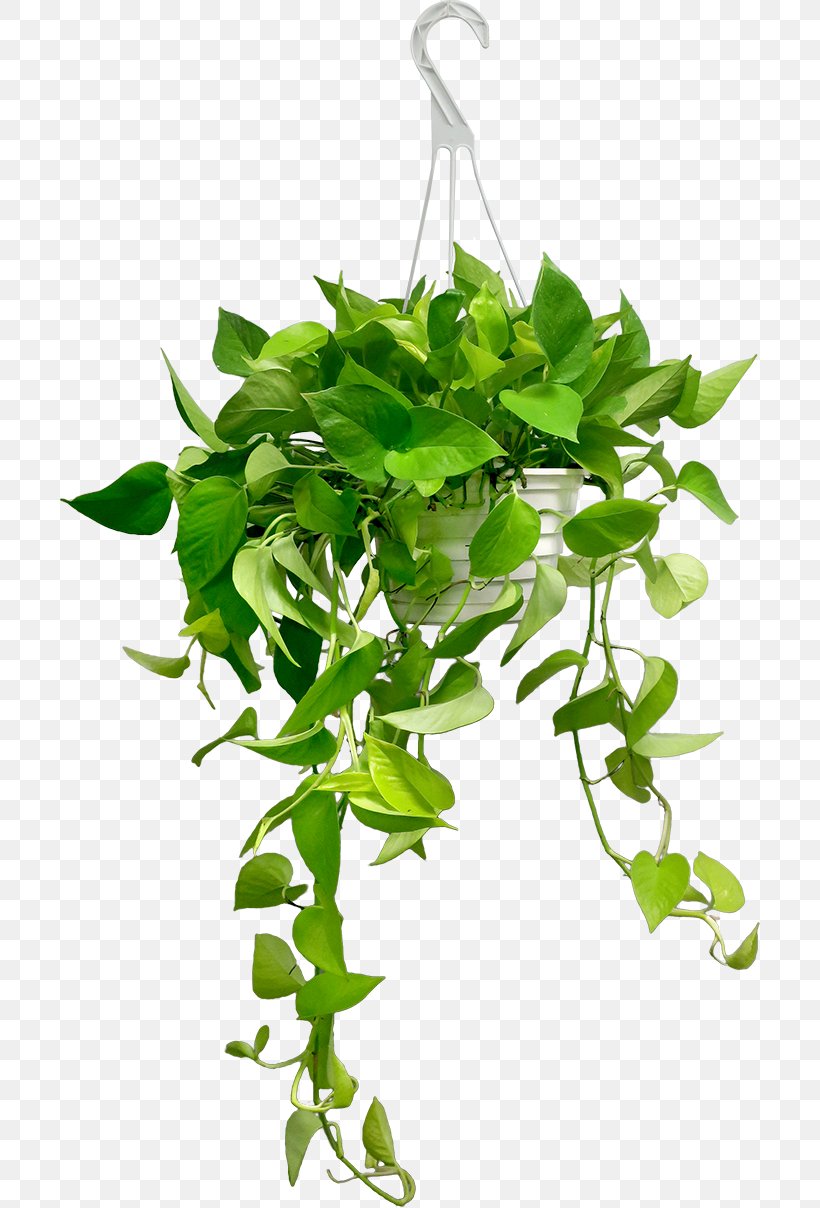 Devil's Ivy Hanging Basket Plants Garden Houseplant, PNG, 700x1208px, Devils Ivy, Basket, Branch, Flower, Flowering Plant Download Free