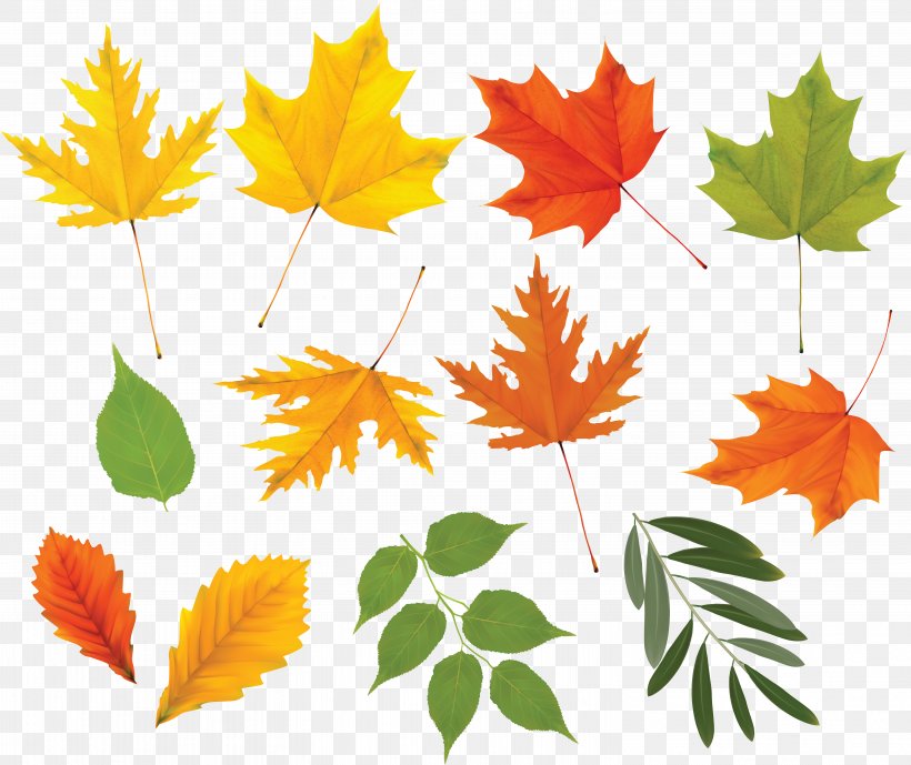 Leaf Tree Clip Art, PNG, 6011x5054px, Leaf, Art, Autumn, Autumn Leaf Color, Deciduous Download Free