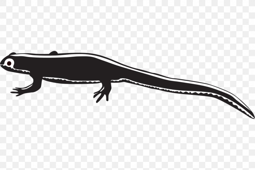 Newt Gecko Clip Art, PNG, 1024x683px, Newt, Amphibian, Fauna, Free Content, Frog Download Free