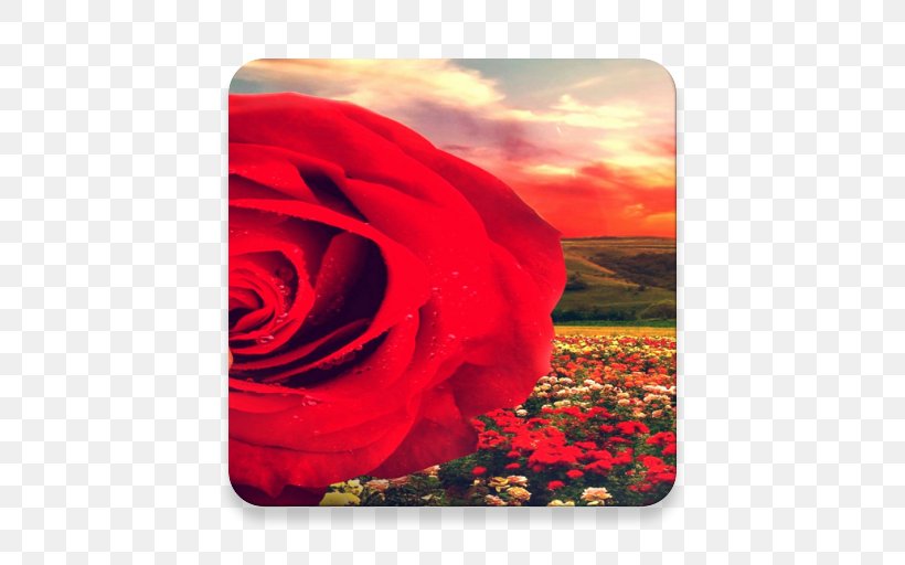 Garden Roses Petal Sky Plc, PNG, 512x512px, Garden Roses, Flower, Flowering Plant, Garden, Orange Download Free