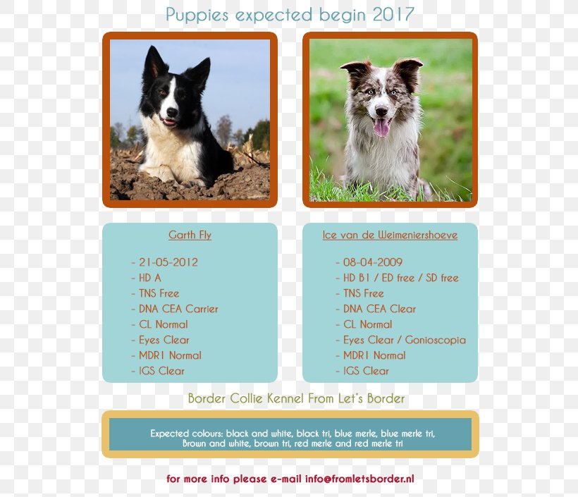 Dog Breed Border Collie Scotch Collie Puppy, PNG, 580x705px, Dog Breed, Advertising, Alt Attribute, Attribute, Border Collie Download Free