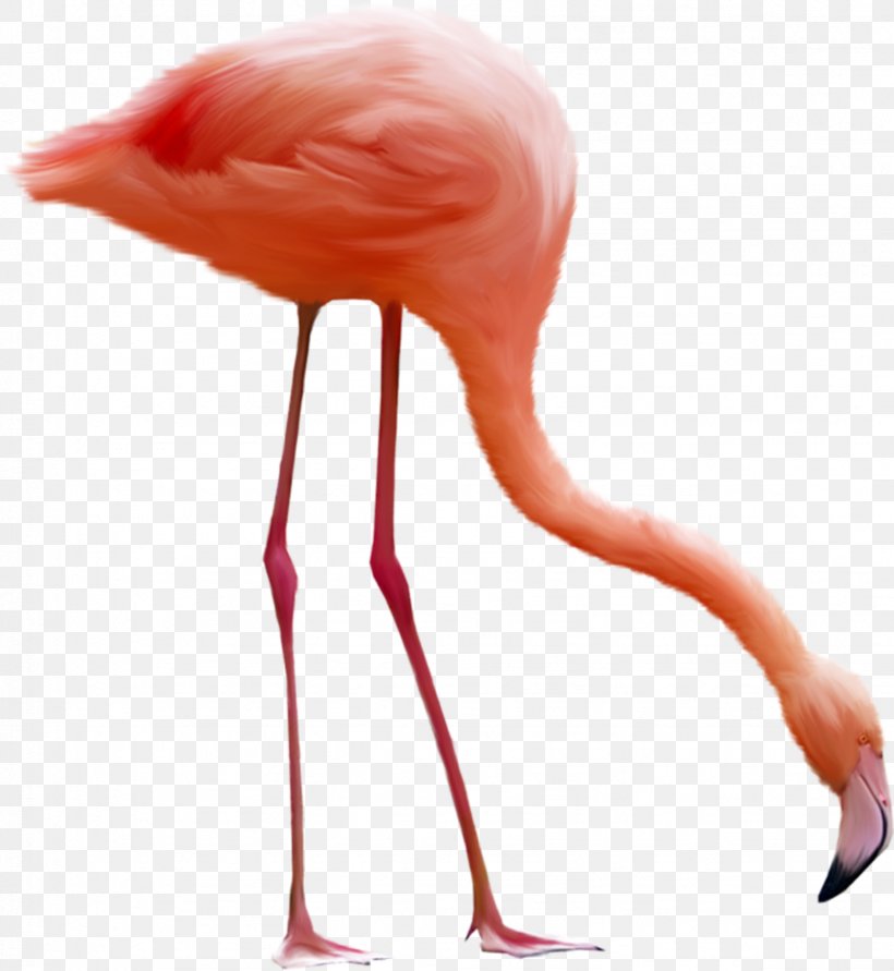 Download Computer File, PNG, 1643x1786px, Bird, Ardeinae, Beak, Digital Image, Flamingo Download Free