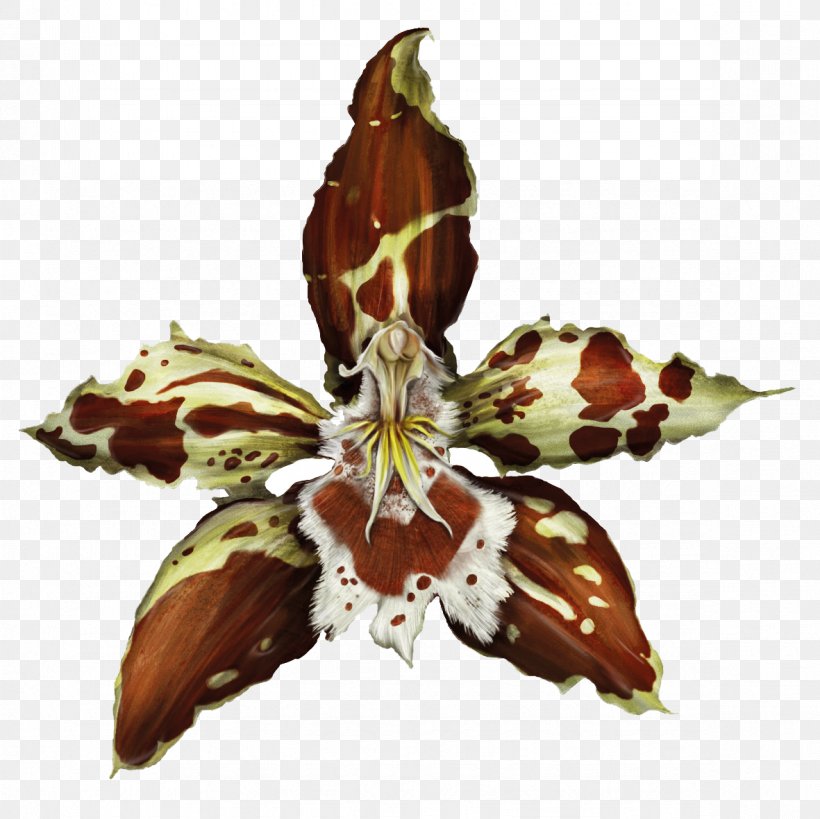 Dancing-lady Orchid Plants Odontoglossum Luteopurpureum Flowering Plant, PNG, 1181x1181px, Dancinglady Orchid, Biodiversity, Flora, Flower, Flowering Plant Download Free