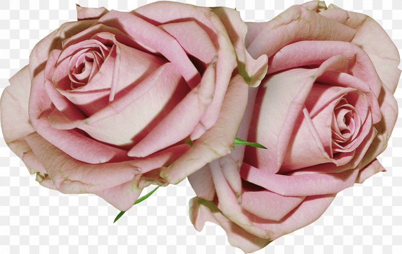 Garden Roses Cabbage Rose Floribunda Cut Flowers Floristry, PNG, 1200x759px, Garden Roses, Advertising, Cabbage Rose, Cut Flowers, Floribunda Download Free