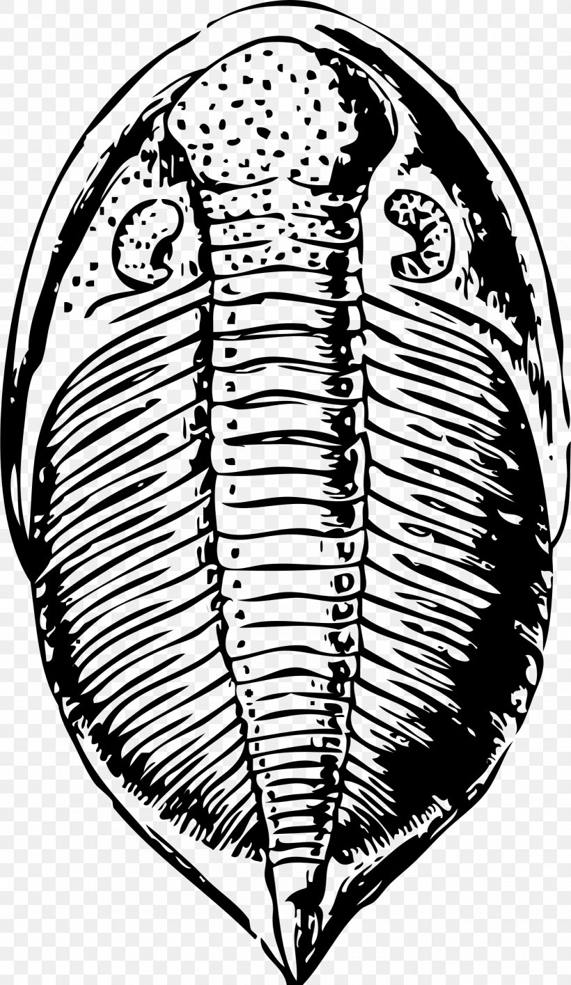 Trilobite Fossil Drawing Clip Art, PNG, 1390x2400px, Watercolor, Cartoon, Flower, Frame, Heart Download Free