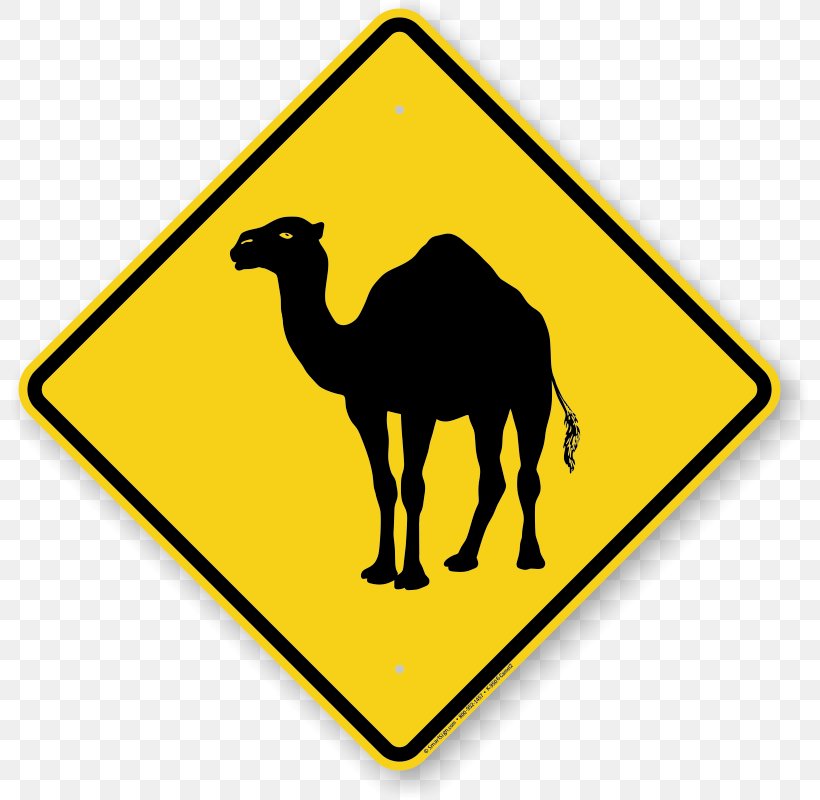 Vector Graphics Royalty-free Illustration Stock Photography Clip Art, PNG, 800x800px, Royaltyfree, Arabian Camel, Camel, Camel Like Mammal, Livestock Download Free