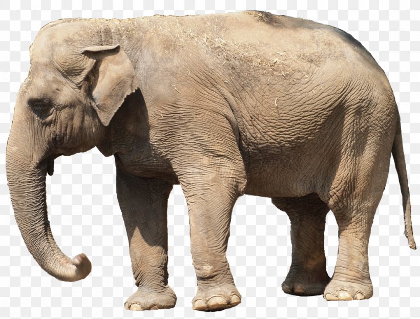Indian Elephant African Elephant Niconico Tusk, PNG, 1000x760px, Indian Elephant, African Elephant, Animal, Elephant, Elephants And Mammoths Download Free