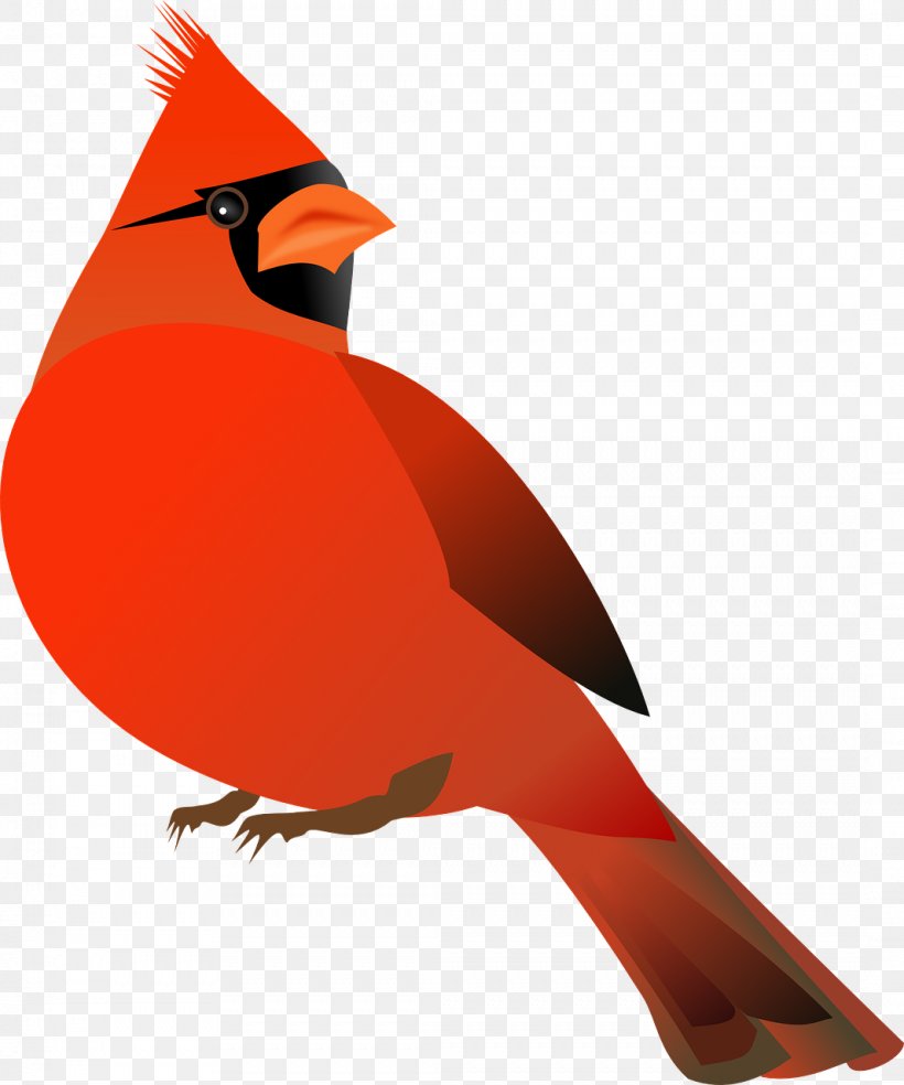Northern Cardinal St. Louis Cardinals Bird Clip Art, PNG, 1066x1280px, Northern Cardinal, Animal, Beak, Bird, Cardinal Download Free
