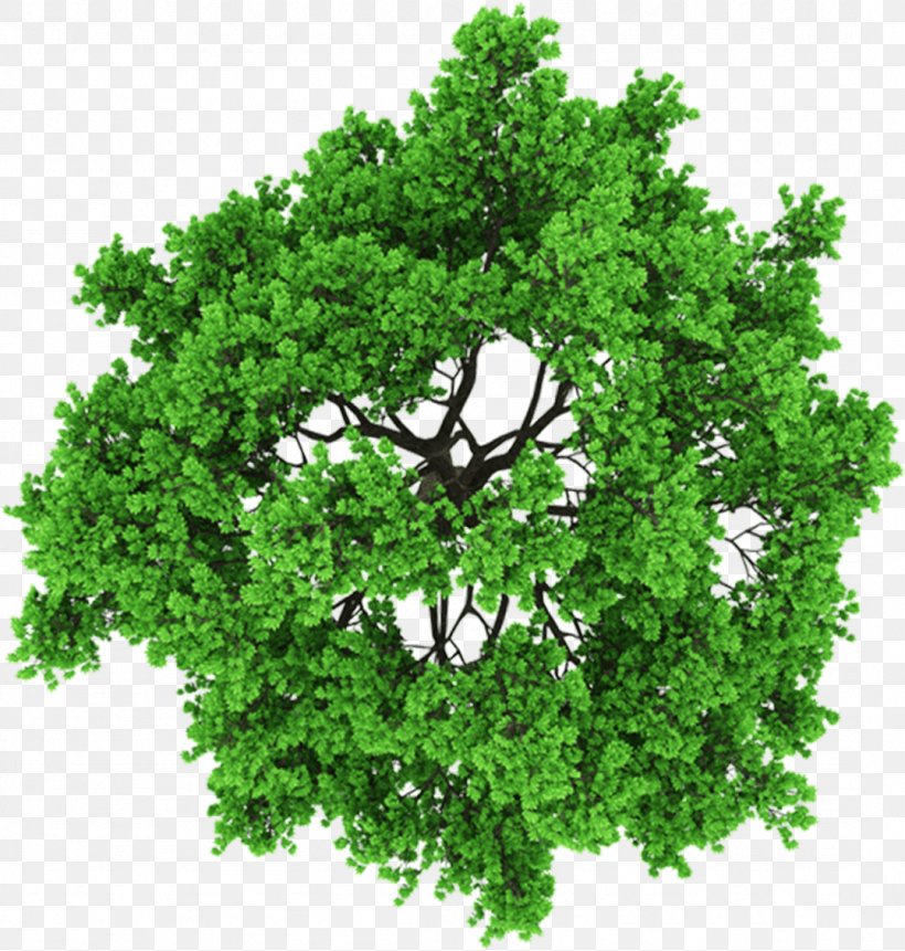 Stock Photography Tree Clip Art, PNG, 1076x1130px, 3d Computer Graphics, Stock Photography, Ash, Branch, Broadleaved Tree Download Free