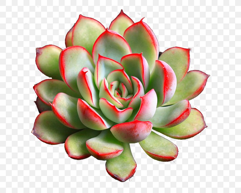 Succulent Plant Grow Light, PNG, 658x658px, Plant, Cactaceae, Citrullus, Crassulaceae, Cut Flowers Download Free