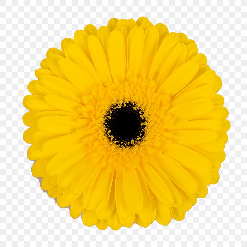 Transvaal Daisy Bicycle Mobile App Marish Greenhouses Google Play, PNG, 1772x1772px, Transvaal Daisy, Bicycle, Bicycle Saddles, Calendula, Caliber Download Free