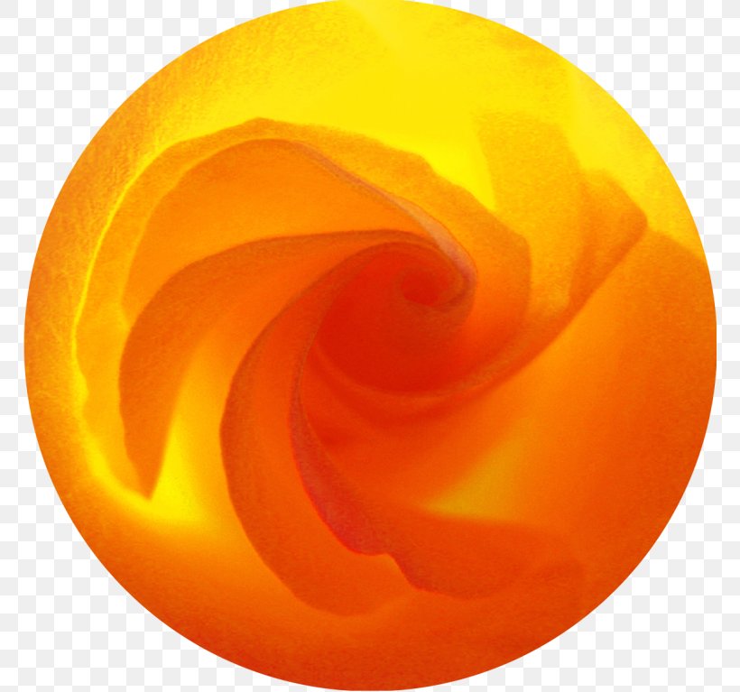 Close-up Circle, PNG, 768x767px, Closeup, Close Up, Macro Photography, Orange, Peach Download Free