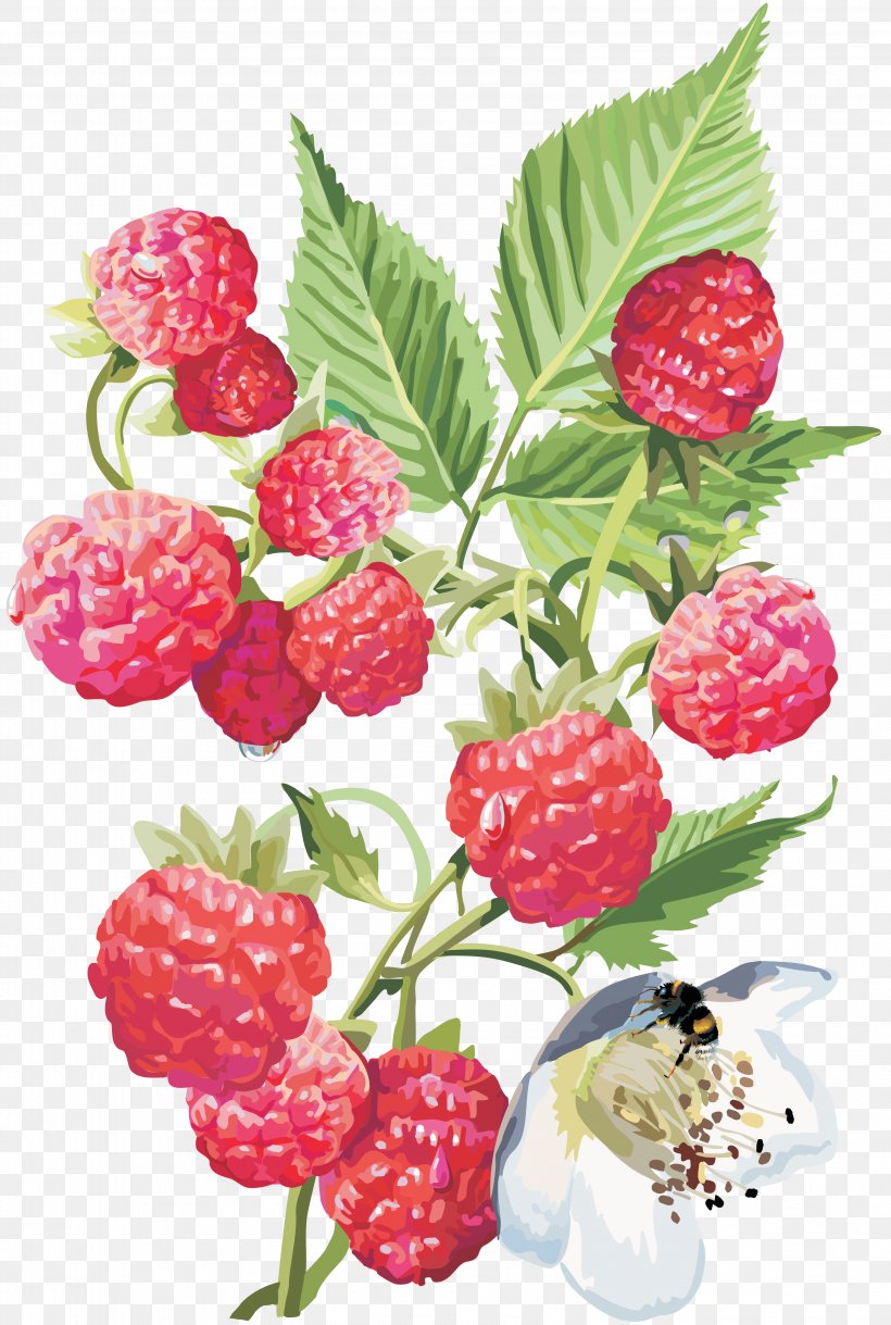 Fruit Red Raspberry Drawing, PNG, 3192x4747px, Fruit, Auglis, Berry, Blackberry, Boysenberry Download Free