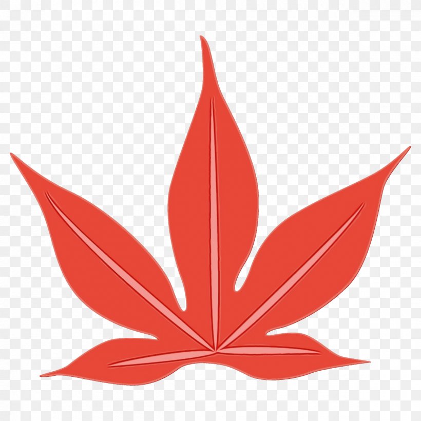 Maple Leaf, PNG, 1200x1200px, Watercolor, Flower, Hemp Family, Leaf, Maple Leaf Download Free