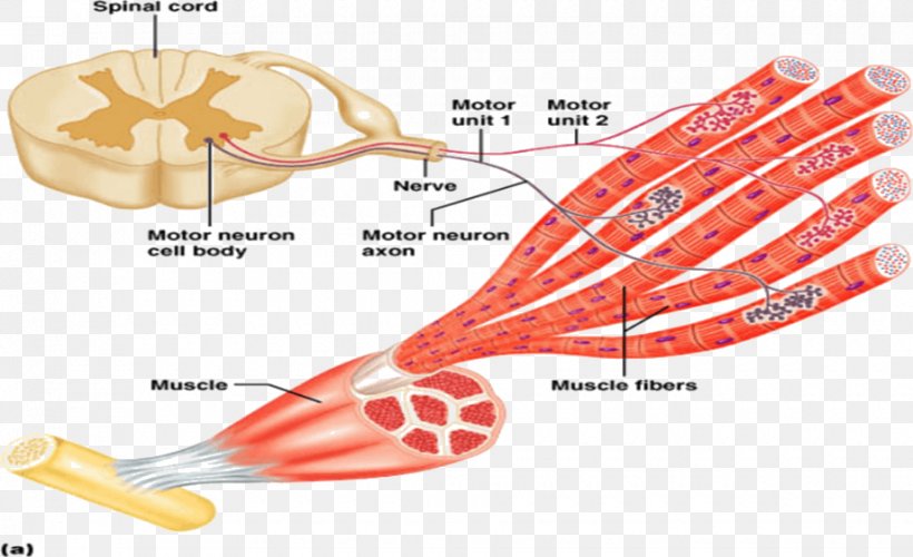 Motor Neuron Nervous System Muscle Contraction, PNG, 920x562px, Watercolor, Cartoon, Flower, Frame, Heart Download Free