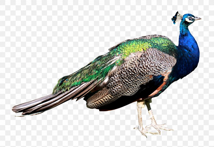 Bird Peafowl, PNG, 2000x1377px, Bird, Asiatic Peafowl, Beak, Fauna, Feather Download Free