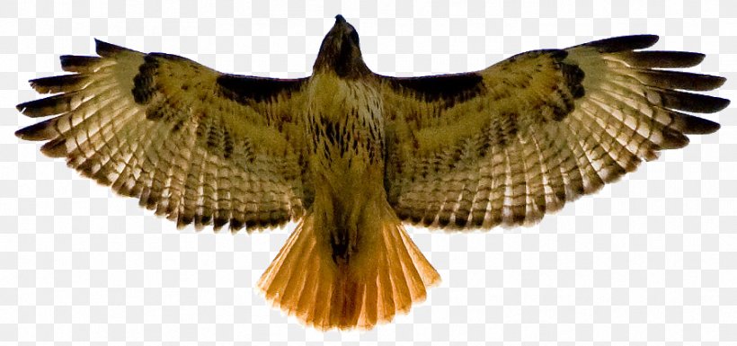 Bird Red-tailed Hawk Red-shouldered Hawk Clip Art, PNG, 886x417px, Bird, Accipitriformes, Beak, Bird Of Prey, Eagle Download Free
