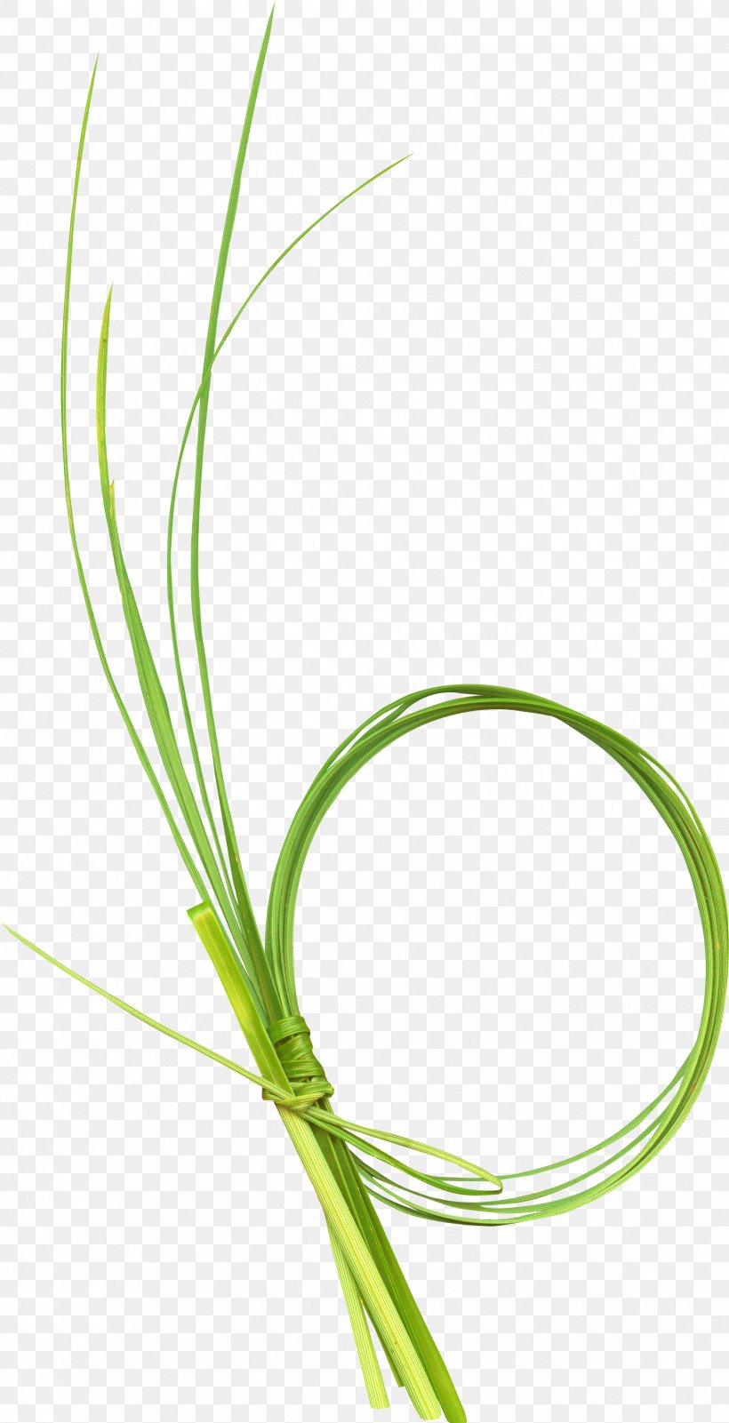 Green Download Icon, PNG, 1833x3579px, Green, Blog, Grass, Grass Family, Ifwe Download Free