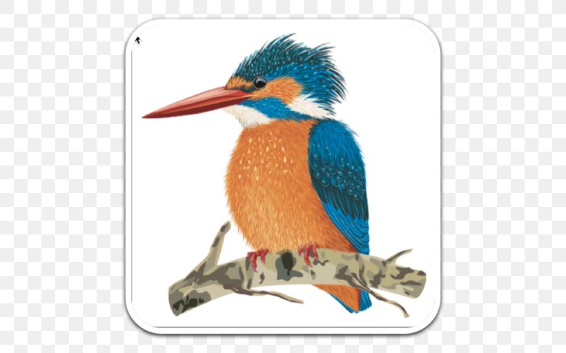 Kingfisher Drawing, PNG, 512x512px, Kingfisher, Art, Beak, Belted Kingfisher, Bird Download Free