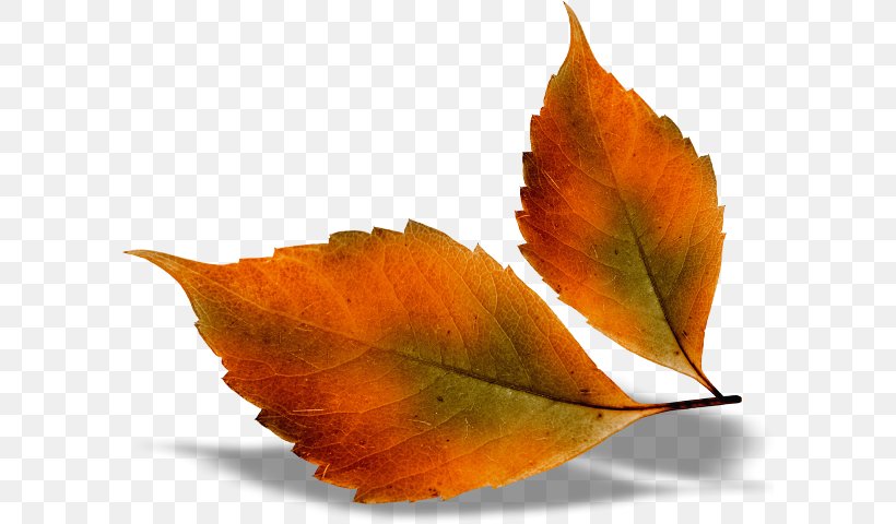 Autumn Leaf Color Desktop Wallpaper Clip Art, PNG, 597x480px, Autumn Leaf Color, Autumn, Deciduous, Green, Leaf Download Free