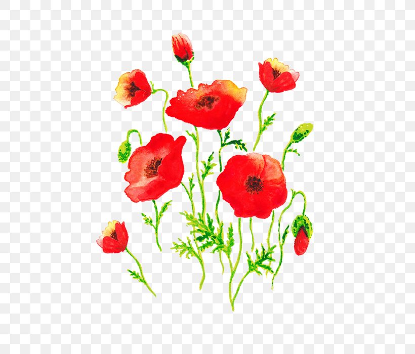 Common Poppy Flower Painting, PNG, 550x700px, Poppy, Art, Common Poppy, Coquelicot, Cut Flowers Download Free