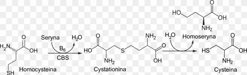 Cystathionine Beta Synthase Homocysteine Wikipedia Pyridoxine, PNG, 1024x312px, Watercolor, Cartoon, Flower, Frame, Heart Download Free