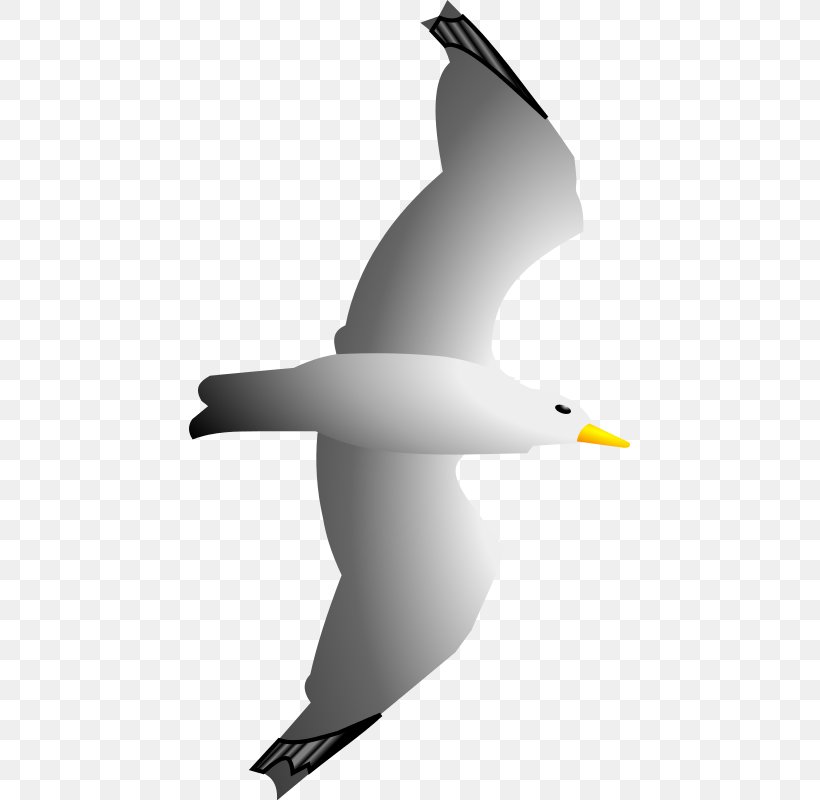 Gulls Seabird Clip Art, PNG, 441x800px, Gulls, Albatross, Beak, Bird, Charadriiformes Download Free