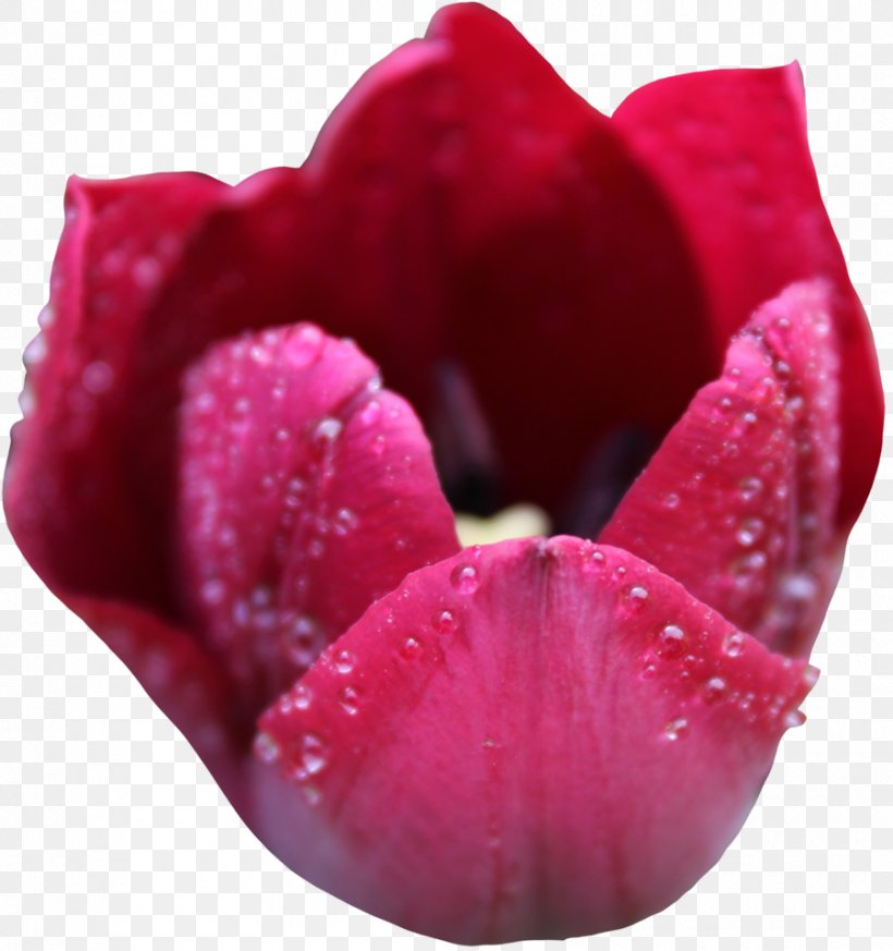 Tulip Flower Clip Art, PNG, 900x959px, Tulip, Close Up, Color, Flower, Herbaceous Plant Download Free