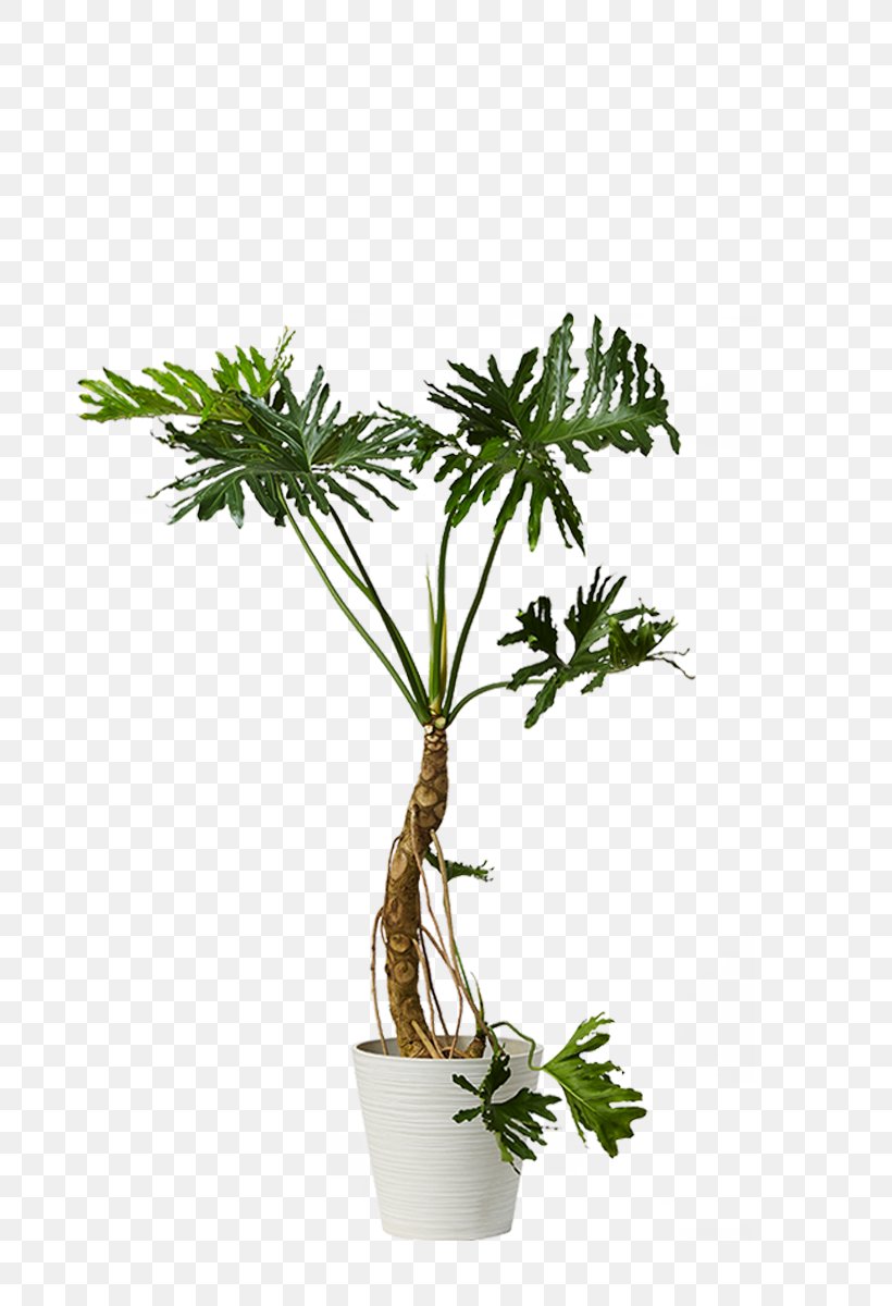 Arecaceae Houseplant Philodendron Dracaena Reflexa Flowerpot, PNG, 800x1200px, Arecaceae, Arecales, Arums, Dracaena, Dracaena Reflexa Download Free