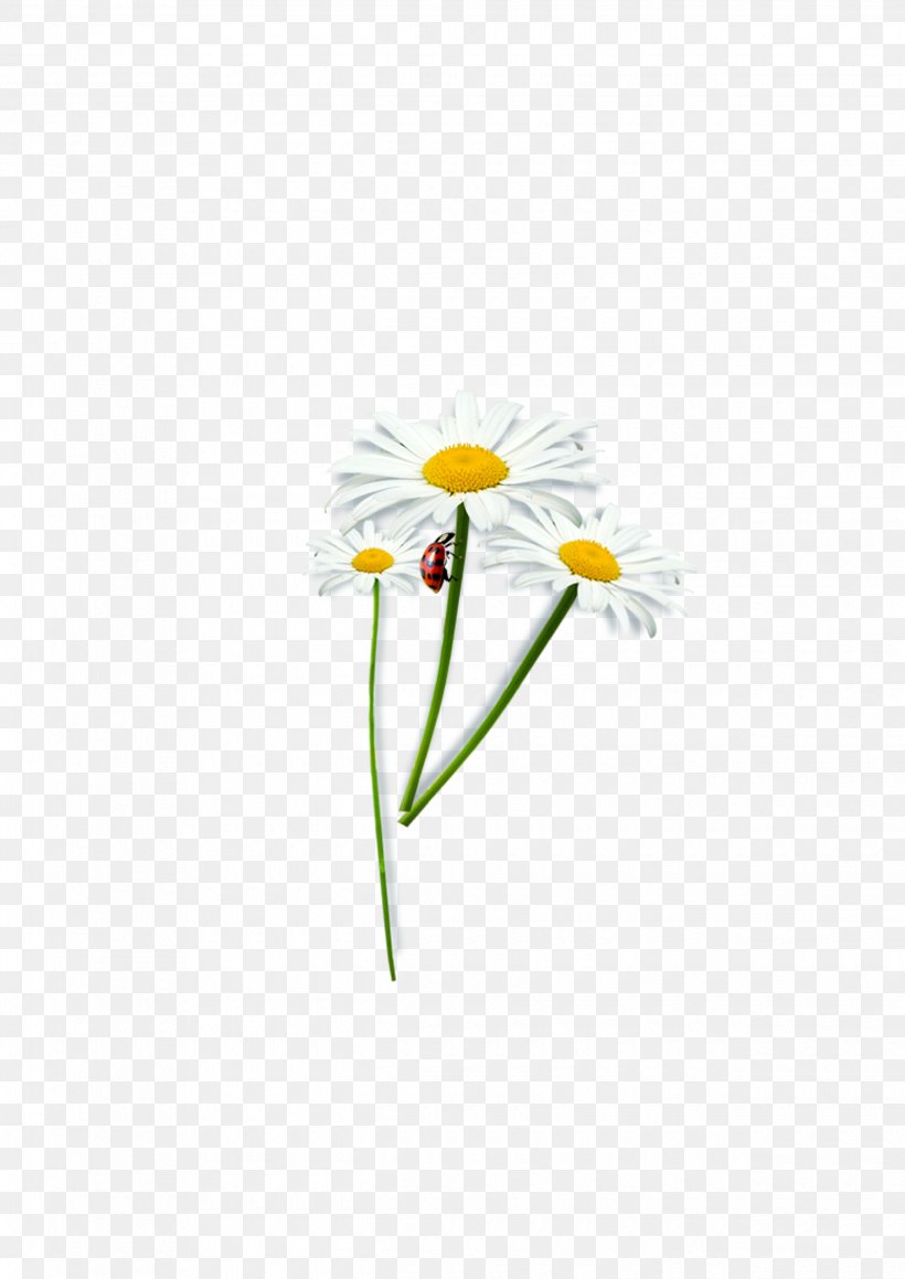 Common Daisy Paper Oxeye Daisy Petal Floral Design, PNG, 2480x3508px, Common Daisy, Daisy, Daisy Family, Flora, Floral Design Download Free