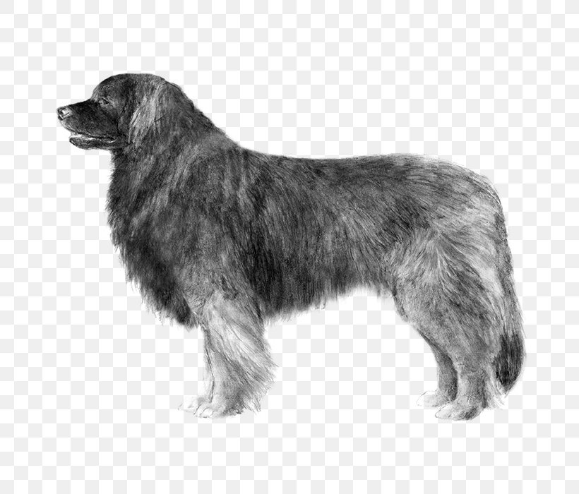 Dog Breed Leonberger Sarplaninac Newfoundland Dog Estrela Mountain Dog, PNG, 700x700px, Dog Breed, American Kennel Club, Black And White, Breed, Breed Standard Download Free