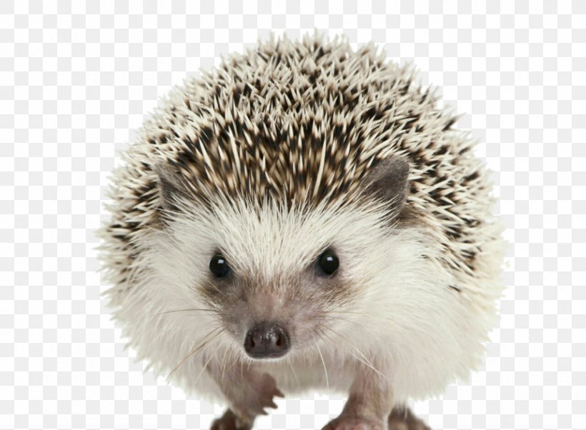 Four-toed Hedgehog Domesticated Hedgehog Baby Hedgehogs Cuteness Pet, PNG, 860x632px, Fourtoed Hedgehog, Atelerix, Baby Hedgehogs, Cuteness, Domesticated Hedgehog Download Free
