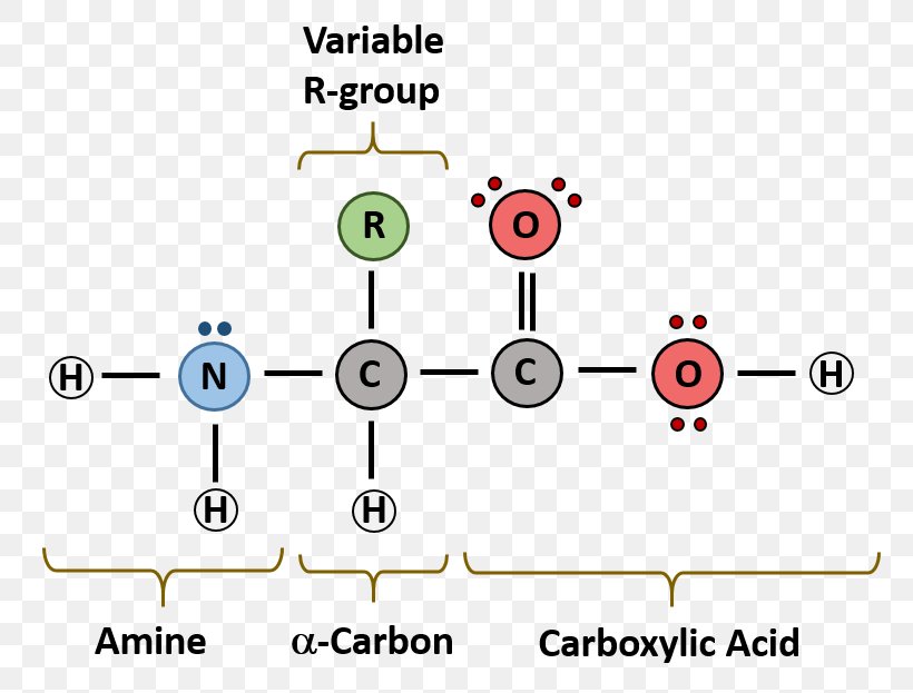 Macromolecule Monomer Diagram Nucleic Acid Biomolecule, PNG, 762x623px, Macromolecule, Amino Acid, Area, Biomolecule, Chemistry Download Free