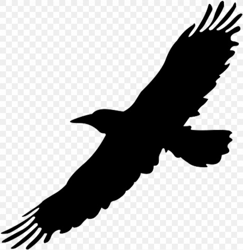 Bird Silhouette, PNG, 964x989px, Bird, Accipitridae, Bald Eagle, Beak, Bird Of Prey Download Free