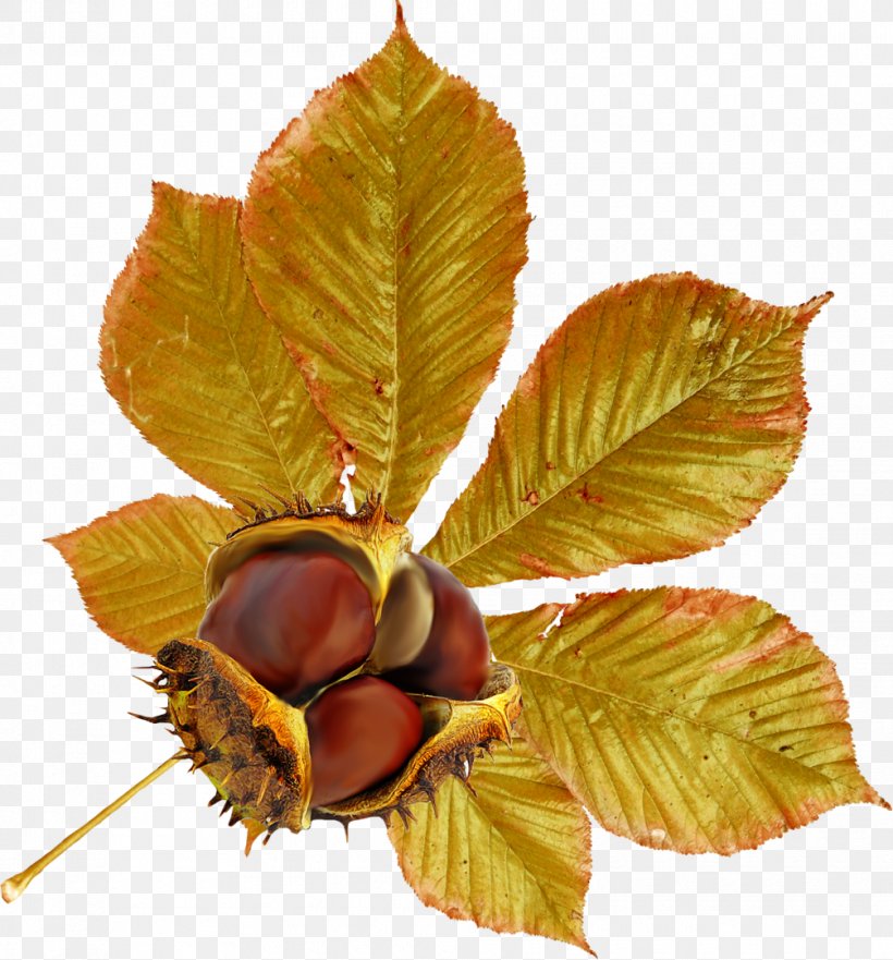 Chestnut Leaf Autumn Clip Art, PNG, 1005x1080px, Chestnut, Auglis, Autumn, Brown, Deciduous Download Free