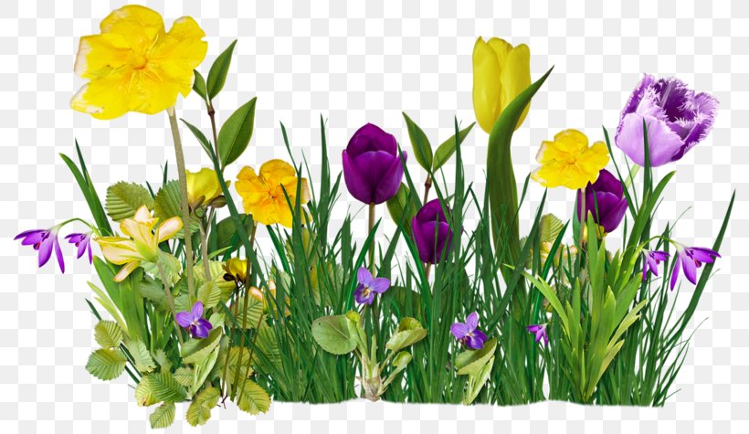 Cut Flowers Tulip Clip Art, PNG, 800x475px, Flower, Annual Plant, Artificial Flower, Child, Crocus Download Free