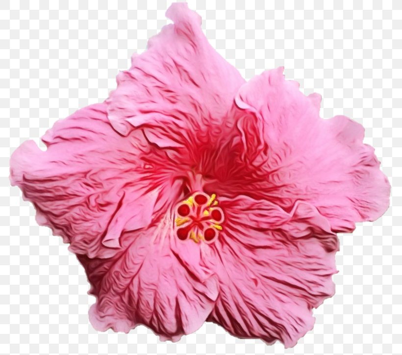 Flowers Background, PNG, 800x723px, Pink, Chinese Hibiscus, Coral, Cut Flowers, Flower Download Free