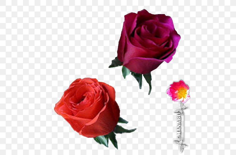 Garden Roses Cabbage Rose Floribunda Cut Flowers Flower Bouquet, PNG, 516x539px, Garden Roses, Animaatio, Artificial Flower, Cabbage Rose, Cut Flowers Download Free