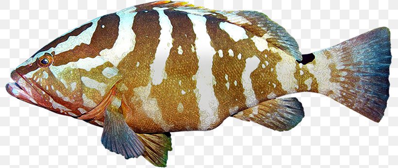 Tilapia Euthynnus Lineatus Fish Grouper Skipjack Tuna, PNG, 799x346px, Tilapia, Animal Figure, Fauna, Fish, Fish Products Download Free