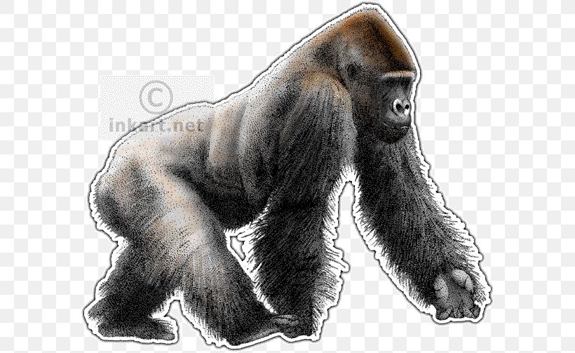 Western Lowland Gorilla Primate Ape Chimpanzee Drawing, PNG, 590x503px, Western Lowland Gorilla, Ape, Art, Chimpanzee, Deviantart Download Free