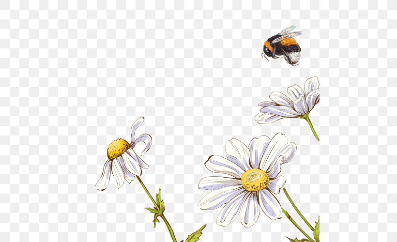 White Chrysanthemum Image Oxeye Daisy, PNG, 500x500px, White, Arthropod, Bee, Bumblebee, Butterfly Download Free