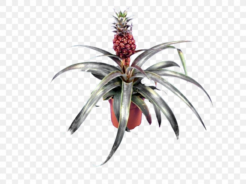 Bromeliads Embryophyta Pineapple Succulent Plant Variegation, PNG, 1024x768px, Bromeliads, Burknar, Cactaceae, Cattail, Copiapoa Download Free